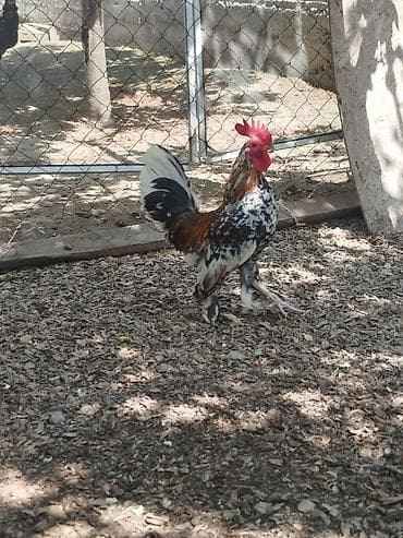 тайган собака цена бишкек: Карлик короздор сатылат активный алмашу жолдору бар адрес Бишкек Заря — 9