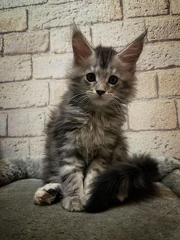 мейкун котята: 🐾 Продаются очаровательные котята породы мейн-кун 🐾 Предлагаем в — 2
