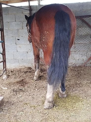 лошади кобылы: Продаю | Кобыла (самка) | Полукровка | Для разведения — 1