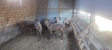 ячмень аталык: Продаю | Овца (самка), Ягненок, Баран (самец) | На забой — 3