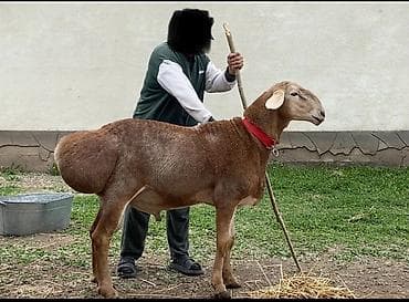 Продам с/х животных: Продаю | Баран (самец) | Арашан | Для разведения | Племенные — 1