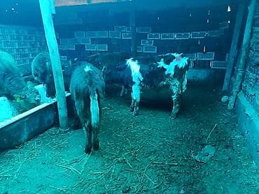 молоко воз: Продаю | Бык (самец), Музоо, торпок | На откорм, Для разведения — 3