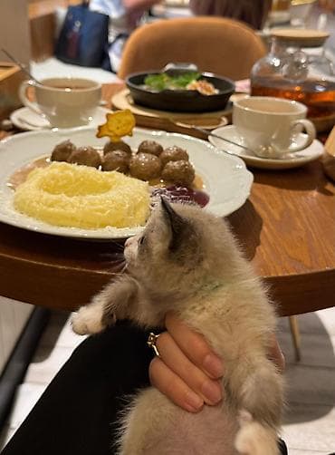 сиамская кошка даром: 1 месяц, Мальчик — 2
