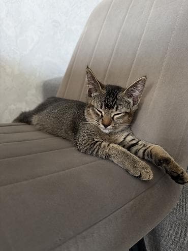 абиссинская кошка: цена: Абиссинская, 2 месяца, Девочка, Приучена к лотку — 2