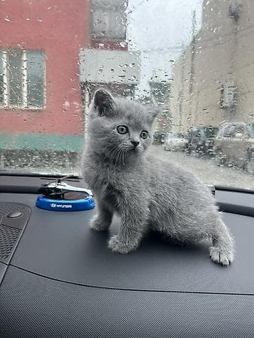 белый котенок с голубыми глазами купить: Британский короткошёрстный котёнок, окрас голубой (blue) - Порода — 3
