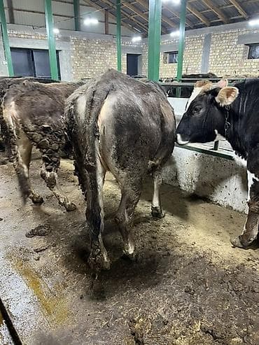 куплю корову на мясо: Продаю | Тёлка | Швицкая | На откорм, На забой | Привязанные — 3