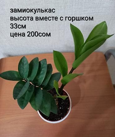 Дом и сад: Замиокулькас (долларовое дерево) в горшке. Адрес-Токтогула/Уметалиева — 1