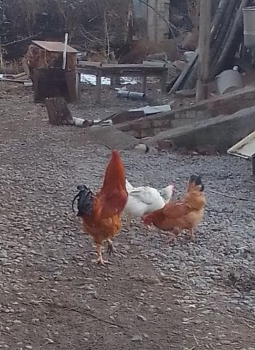 петух джерси: Продаю | Петух | Домашняя | Для разведения — 3