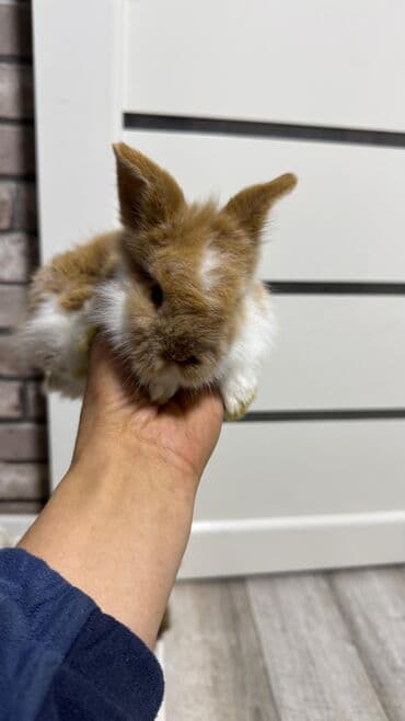 Шиншиллалар: Кролик с окрасом, сочетающим белый и светло-коричневый цвета. Обладает — 13