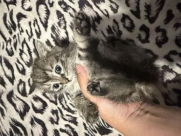 забавные котята: Отдам в добрые руки Котята, помёт из нескольких малышей. Описание: - — 7