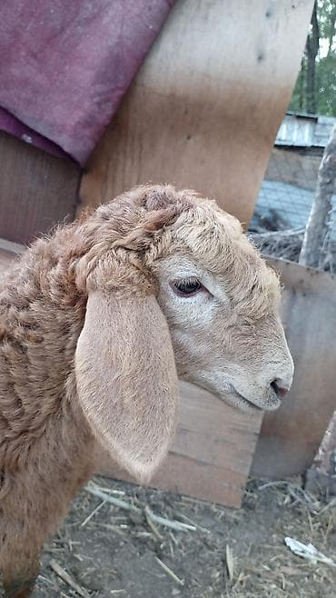 аквариум бу: 13 800 — 2