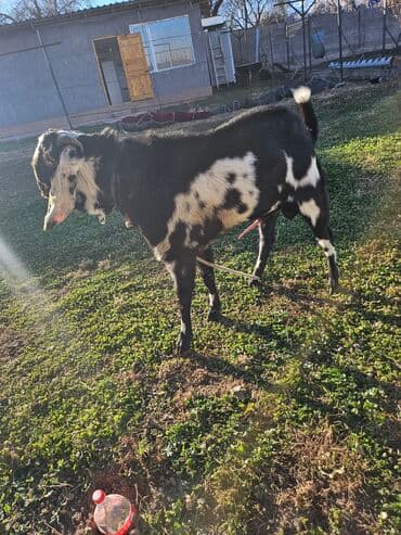 Собаки: Продаю | Козёл (самец) | Нубийская | Для разведения | Племенные — 2