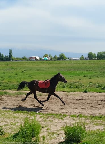 Продаю | Кобыла (самка) | Кара Жорго | Конный спорт