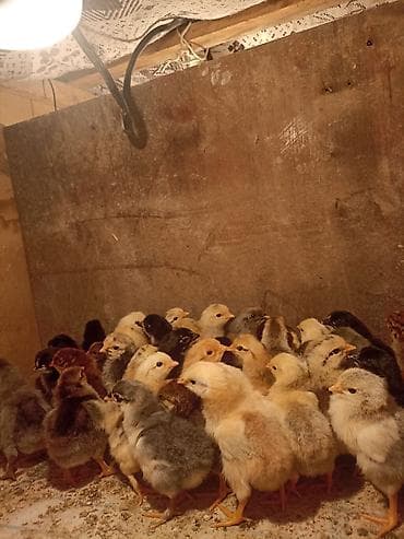 Продаю | Цыплята | Домашняя | Для разведения at lalafo.kg Продаю | Цыплята | Домашняя | Для разведения