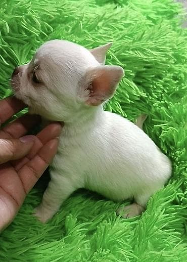 сельскохозяйственные животные продажа: Чихуахуа, 2 месяца, Самец, С прививкой, С родословной — 3