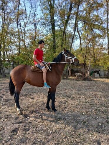купить измельчитель травы и сена: Продаю | Конь (самец) | Конный спорт — 3