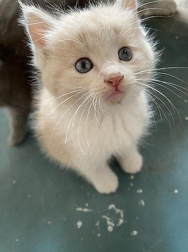 кошки коты котята: Отдам в добрые руки котят, двух месяцев. Приучены к лотку, едят — 2