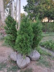 садовые инструменты: Саженцы деревьев: Туи, Бесплатная доставка — 1