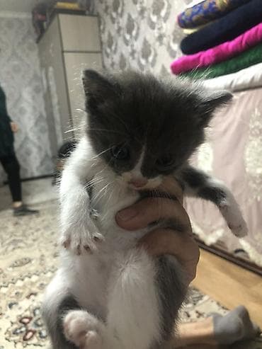 кошки милые: 1 месяц, Девочка, Биколор, Приучена к лотку — 1