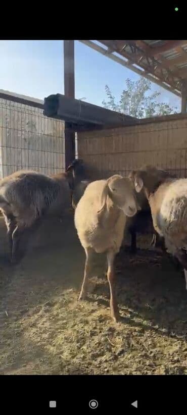 животные домашние: Продаю | Овца (самка), Ягненок | Арашан | Для разведения | Племенные, Ярка — 5