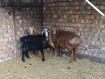 Животные: Продаю | Овца (самка) | Для разведения | Матка — 2