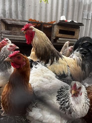 белый амур: Продаю | Куры | Брама | Для разведения — 3