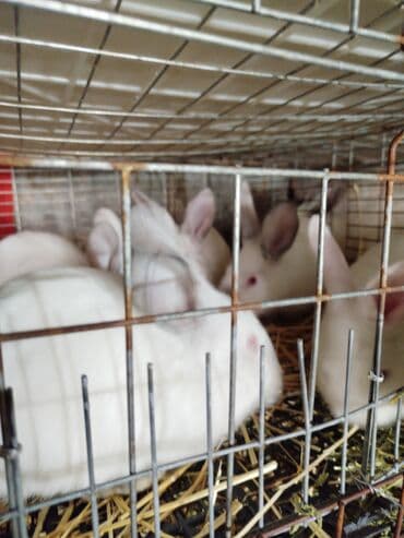 рыбки золотые: Продаю | Кролик самец | Калифорнийская | Для разведения — 7