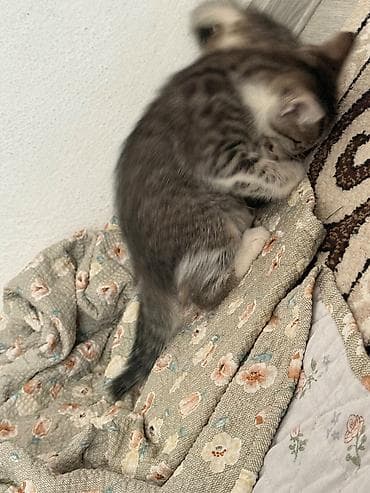кошка породистая: Отдам даром кошку — 3