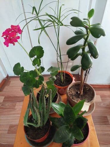 комнатные цветы кант: Распродажа: 5 цветков Денежное дерево( толстянка)- приносит удачу и — 1