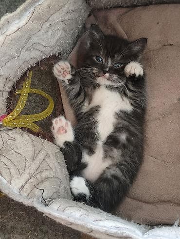 котята персидские: Котята, помёт из 4 малышей. Родились 27 апреля - 2 девочки,и 2 — 2