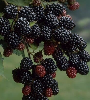 купить клубнику рассаду: Саженцы Ежемалины трехгодовалые (не колючая), сладкая ягода. Сорт — 1