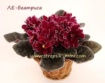 комнатные растения бишкек: Продаю сортовые, коллекционные фиалки (стандартные, трейлерные,мини и — 30