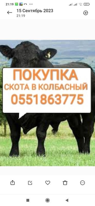 Куплю | Коровы, быки, Лошади, кони, Другие с/х животные | Круглосуточно, Любое состояние, Забитый at lalafo.kg Куплю | Коровы, быки, Лошади, кони, Другие с/х животные | Круглосуточно, Любое состояние, Забитый