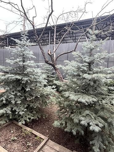 Ель голубая (Picea pungens ‘Glauca’) — крупномеры для ландшафтного
