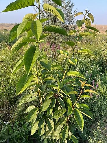 green hill: 300 соток, Договор купли-продажи — 6