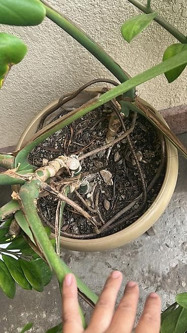 Монстеры: Монстера делициоза (Monstera deliciosa) — взрослое комнатное — 3