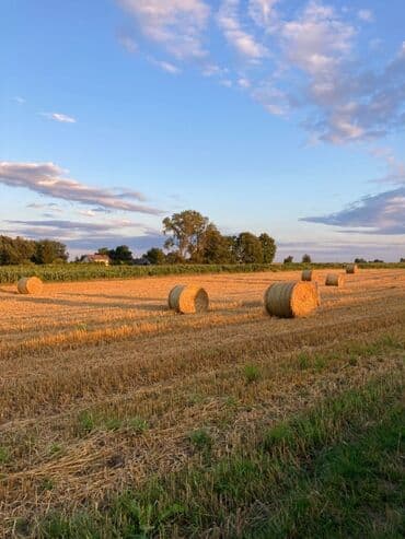 дом долгосрочная аренда: 250 соток Айыл чарба үчүн, Суу — 1