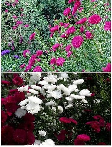 саженцы карликовые: Многолетние садовые растения — саженцы и делёнки В связи с отъездом — 2