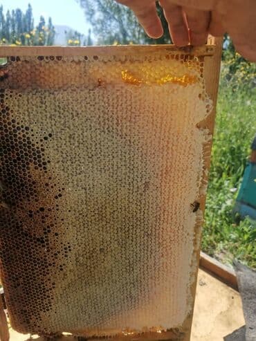 продаю мёд: Свежий Токтогульский мед,100℅чистый 1л-750сом 1бачок-15000т. тел — 10