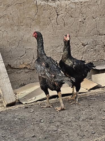 дакан корз: Продаю | Цыплята | Бойцовая, Дакан | Для разведения — 9