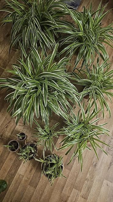 Дорого
Несколько штук разных размеров
Горшки глиняные
Хлорофитум