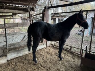 Собаки: Продаю | Жеребец — 3