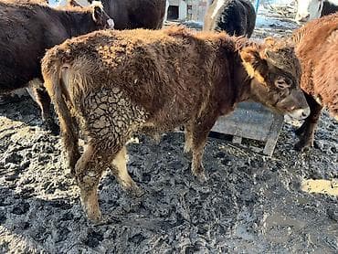 Грызуны: Продаю | Бык (самец) | На откорм, Для разведения — 7