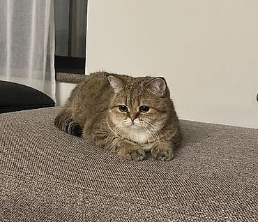 кошки на обувь: Кошка даром: Скотиш Страйт (Шотландская прямоухая), 3 года, Девочка, Кастрирована, Приучена к лотку — 1
