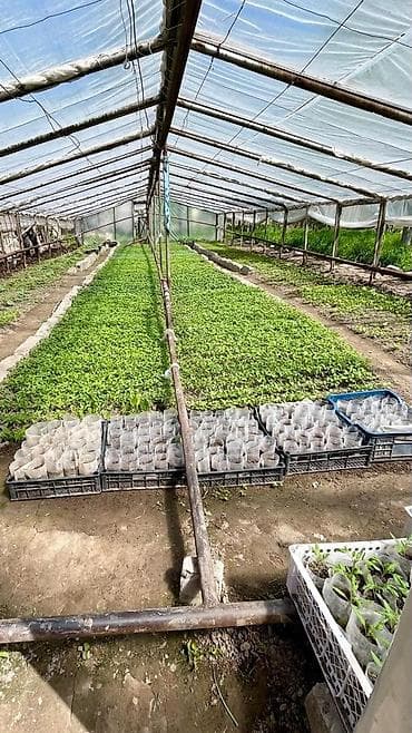 рассада роза: Рассада ! Оптом и розницу! Помидор 🍅 Перец 🌶️ Баклажан 🍆 Огурцы 🥒 — 1