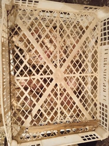 домик для кот: Бөдөнөлөр сатылат. Адрес: Талас району, Таш-Арык айылы (Манас Ордо — 4