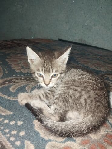 продажа домашних животных: Котята домашних окрасов - Возраст: примерно 1,5–3 месяца (на фото — 2