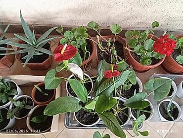 Коллекция комнатных растений в горшках. Цена договорная! Срочно