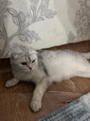 кошка продаю: Шотландская вислоухая кошка (Scottish Fold), окрас серебристый — 2