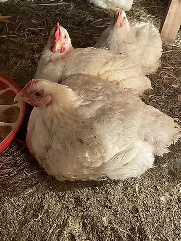 несушки кур: Продаю | Цыплята | Бройлерная | На забой — 1